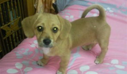 麻豆犬,时尚宠物的魅力与养护之道