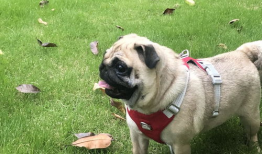 麻豆犬,时尚宠物的魅力与养护之道