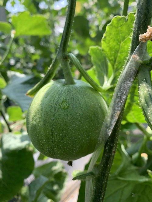 瓜圈吃瓜娱乐圈,揭秘娱乐圈的吃瓜盛宴