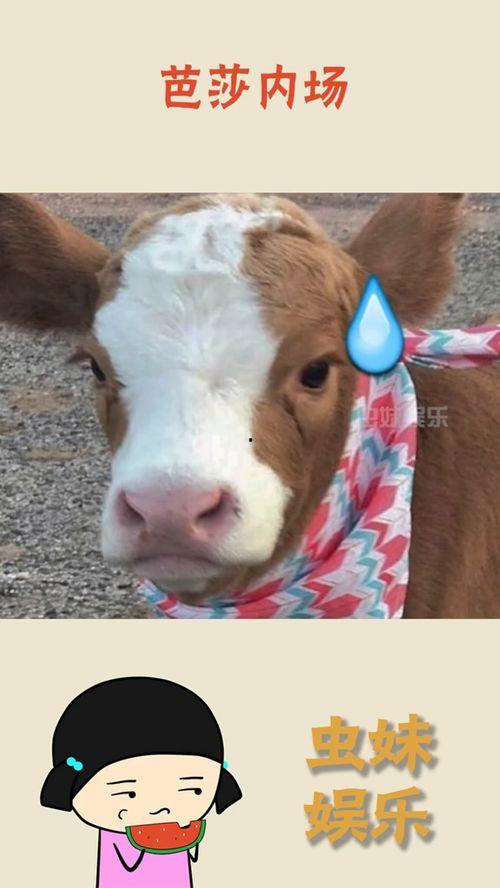 娱乐吃瓜酱是哪里人,揭秘其神秘身世与传奇人生